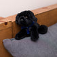 Black Lab with Mane 'n Tail Blue Bandana