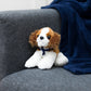 Cavalier King Charles Spaniel with Mane 'n Tail Blue Bandana