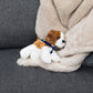 Cavalier King Charles Spaniel with Mane 'n Tail Blue Bandana