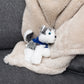 Husky with Mane 'n Tail Blue Bandana