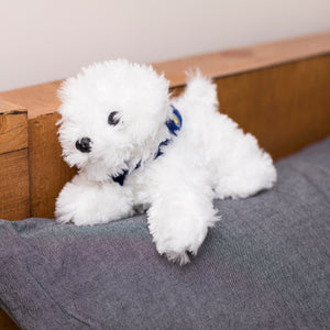 White Fluffy Dog with Mane 'n Tail Blue Bandana
