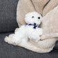 White Fluffy Dog with Mane 'n Tail Blue Bandana