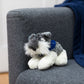 Schnauzer with Mane 'N Tail Blue Bandana
